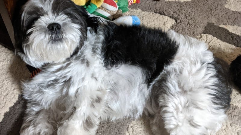 Rudy Roo / Heather's Spoiled Furbaby