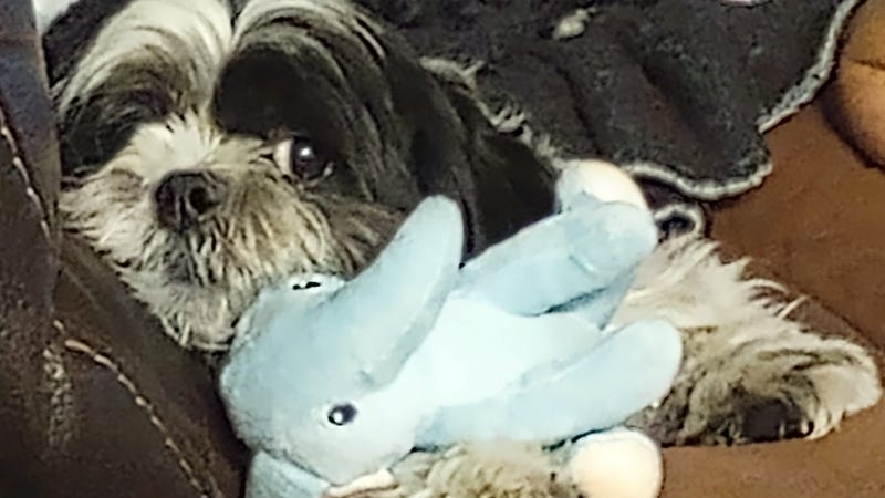 Rudy Roo snuggles with toy Summer 2023 / HR