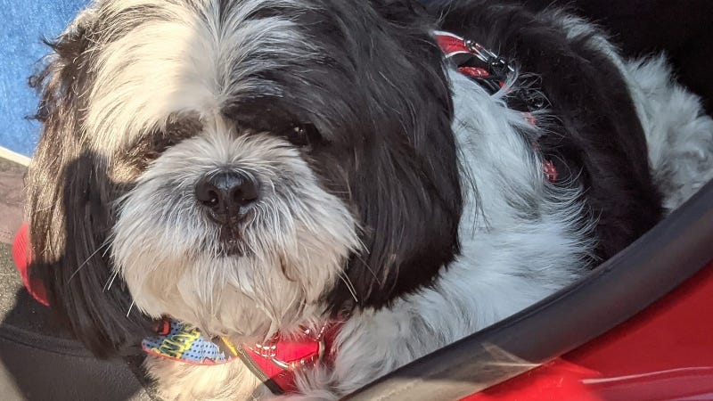 Rudy Roo the  Shih Tzue / Austin Pets Alive Parvo Puppy Survivor 2019