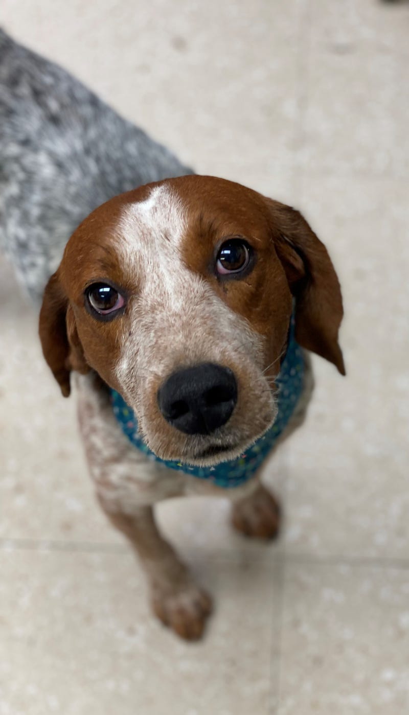 Chesterfield County Animal Services