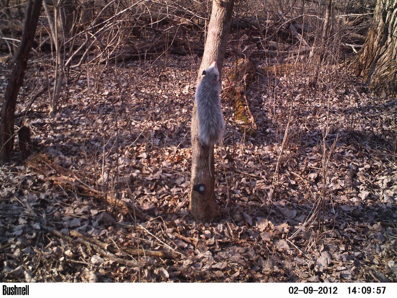 Developed by a leading research network of Lincoln Park Zoo’s Urban Wildlife Institute scientists, the new Chicago Wildlife Management & Coexistence Plan equips the public and city officials with approaches to more humanely cohabitate with, respond to, and facilitate a thriving urban ecosystem across the city.
