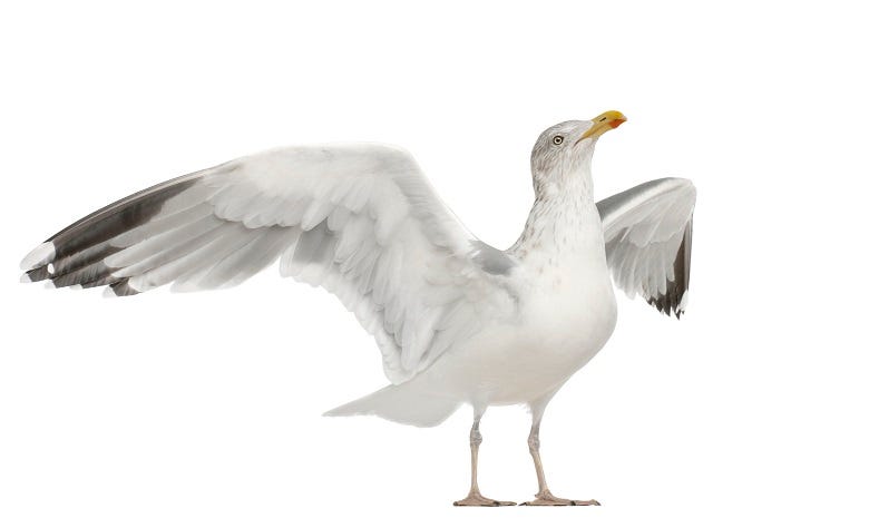 seagull