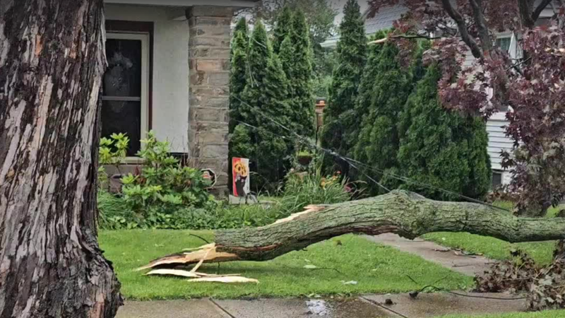 A downed tree limb in a yard in Havertown, PA on Thursday, June 19, 2025.
