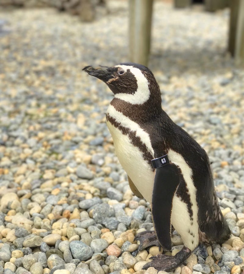 The last founding member of the Magellanic penguin colony at the San Francisco Zoo died on Wednesday.