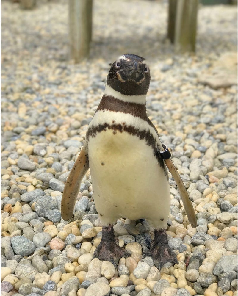 The last founding member of the Magellanic penguin colony at the San Francisco Zoo died on Wednesday.
