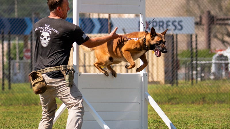 SFDOGSCOVER