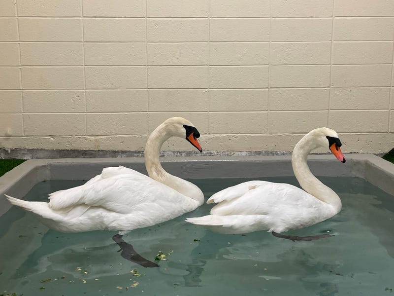 A couple of swans moved out of their palace home and into the San Francisco zoo after one fell ill.