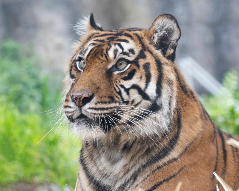 Leanne the Sumatran tiger at the San Francisco Zoo.