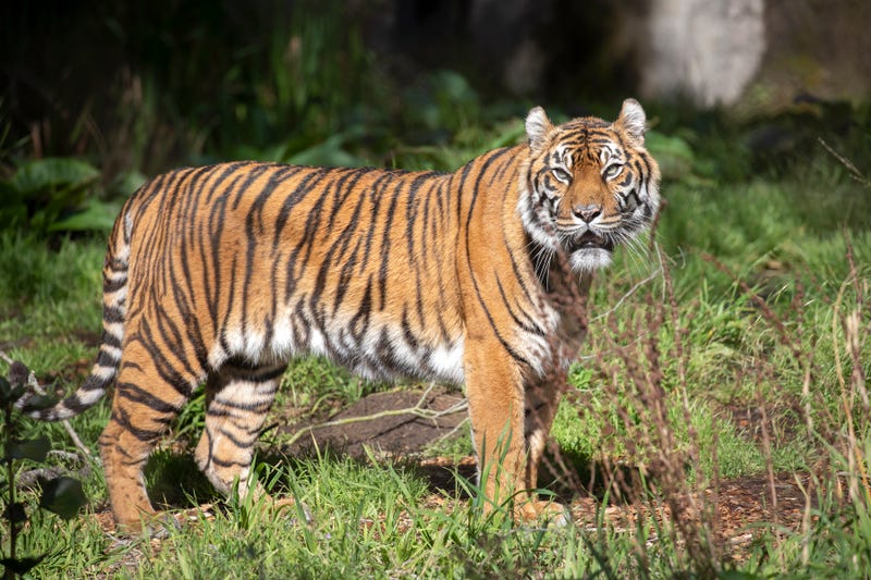 Leanne the Sumatran tiger at the San Francisco Zoo.