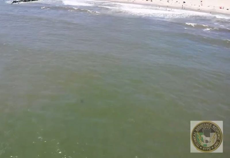 A shark spotted off the shore of Rockaways Beach near Beach 84th Street shown through NYPD drone video.