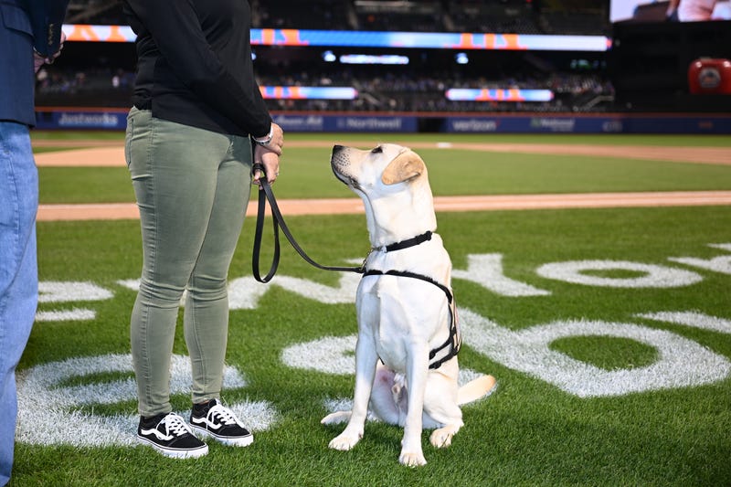 Service dog, Shea, at the pregame ceremony at Citi Field on Sept. 28, 2023.