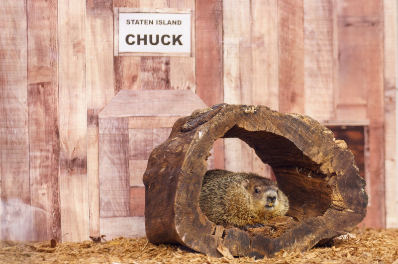Staten Island Chuck did not see his shadow at the Staten Island Zoo on Sunday, Feb. 2, 2025, predicting an early spring.