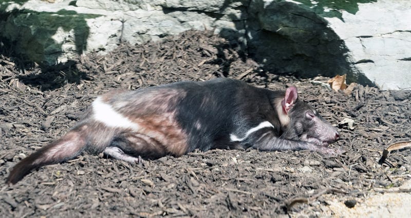 Saint Louis Zoo Dinoroarus