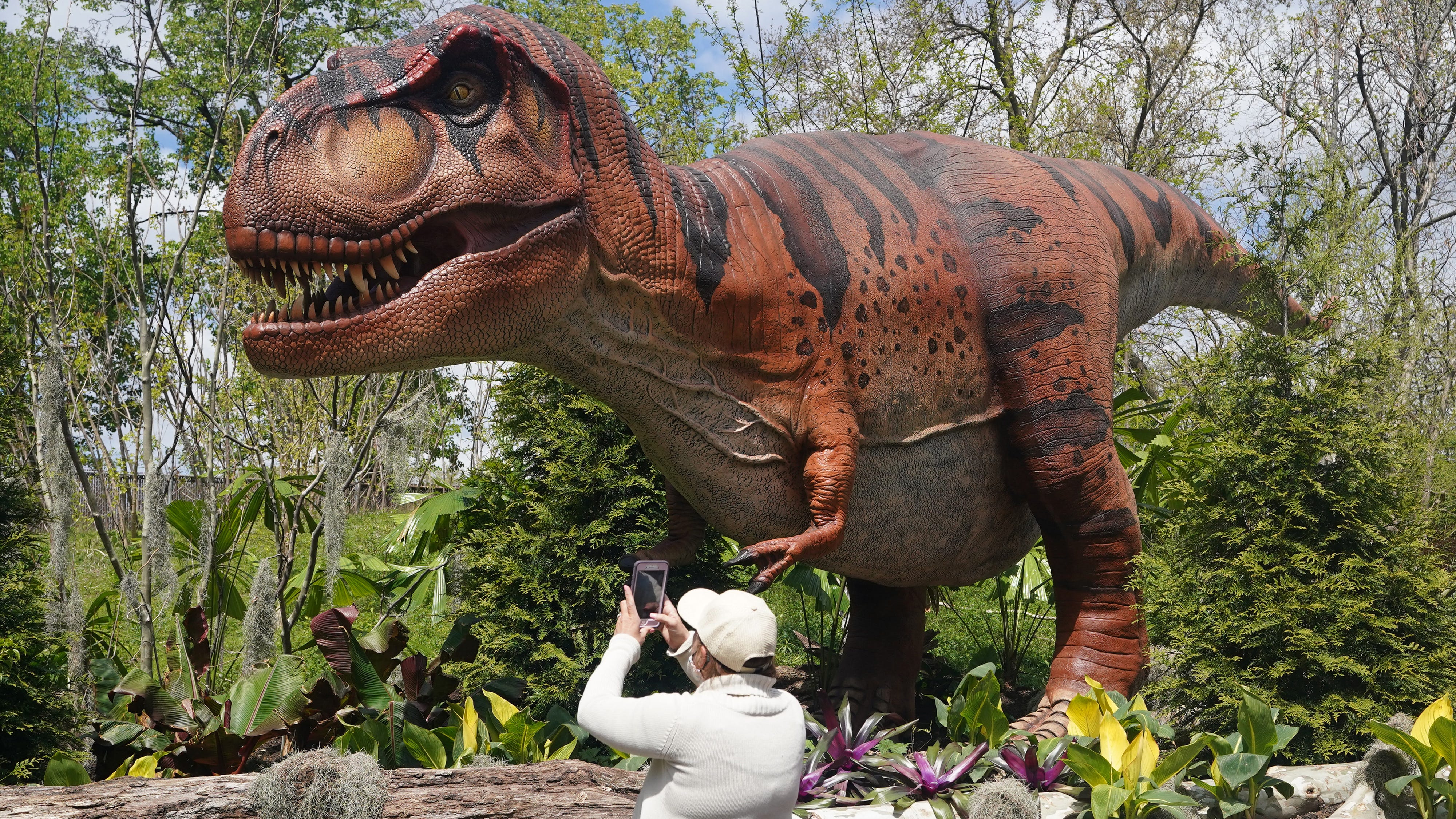 PHOTOS: New Saint Louis Zoo ‘Dinoroarus’ exhibit opens this weekend