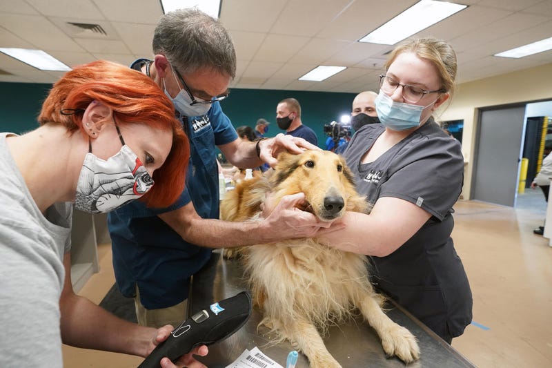 Humane Society of Missouri’s Animal Cruelty Task Force rescue