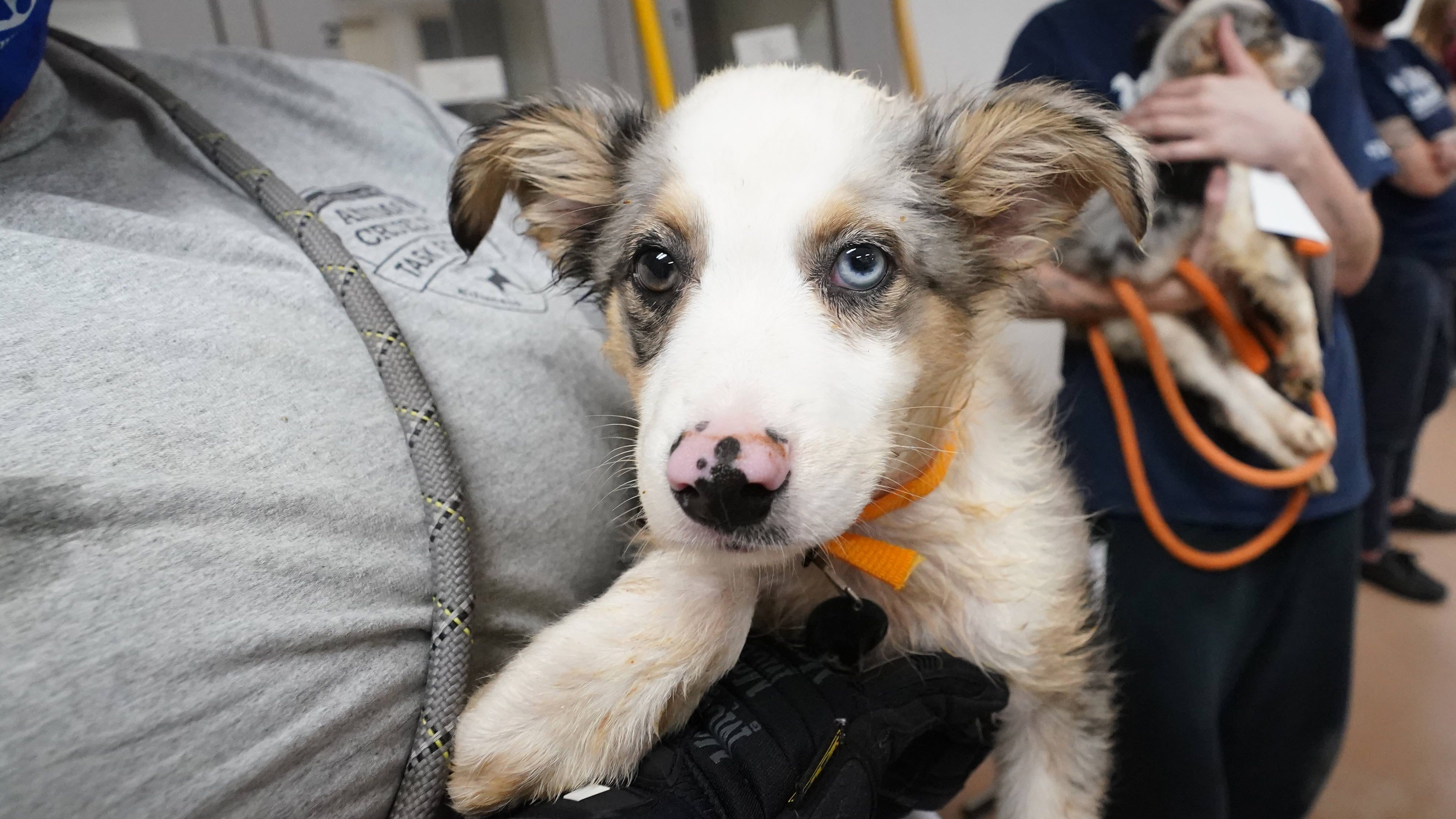 PHOTOS: Nearly 100 dogs rescued from 'severe neglect' of Missouri breeder