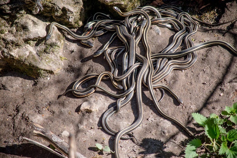 snakes