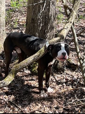 abandoned dog