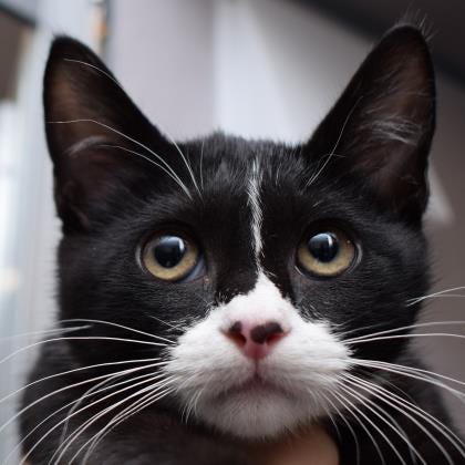 Meet Miracle