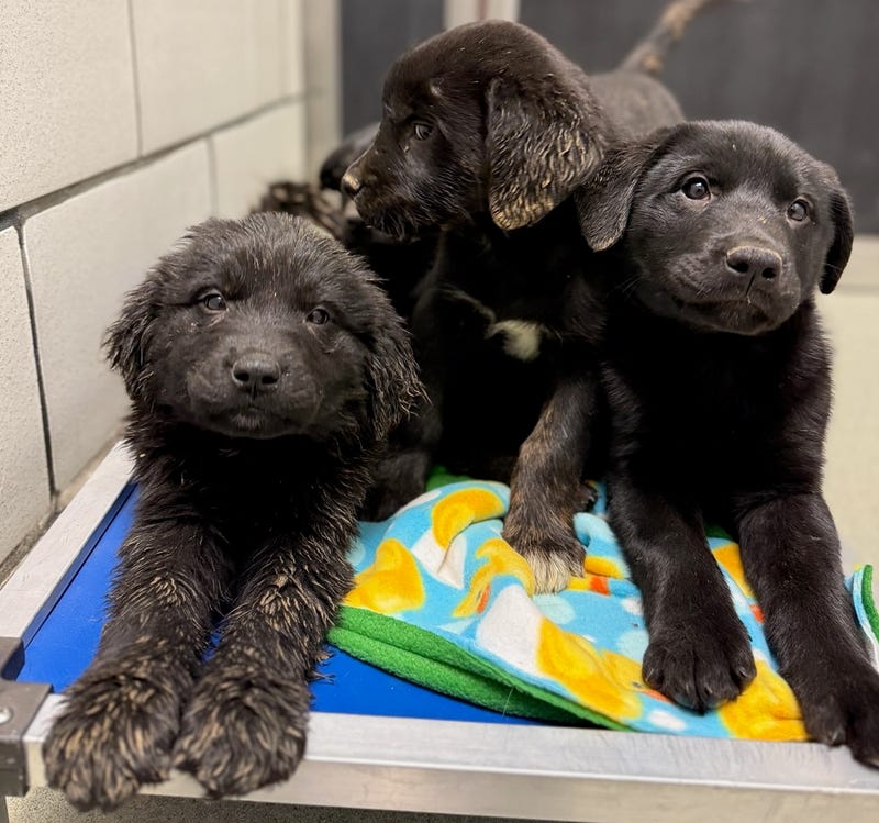 Newfoundland dog rescue