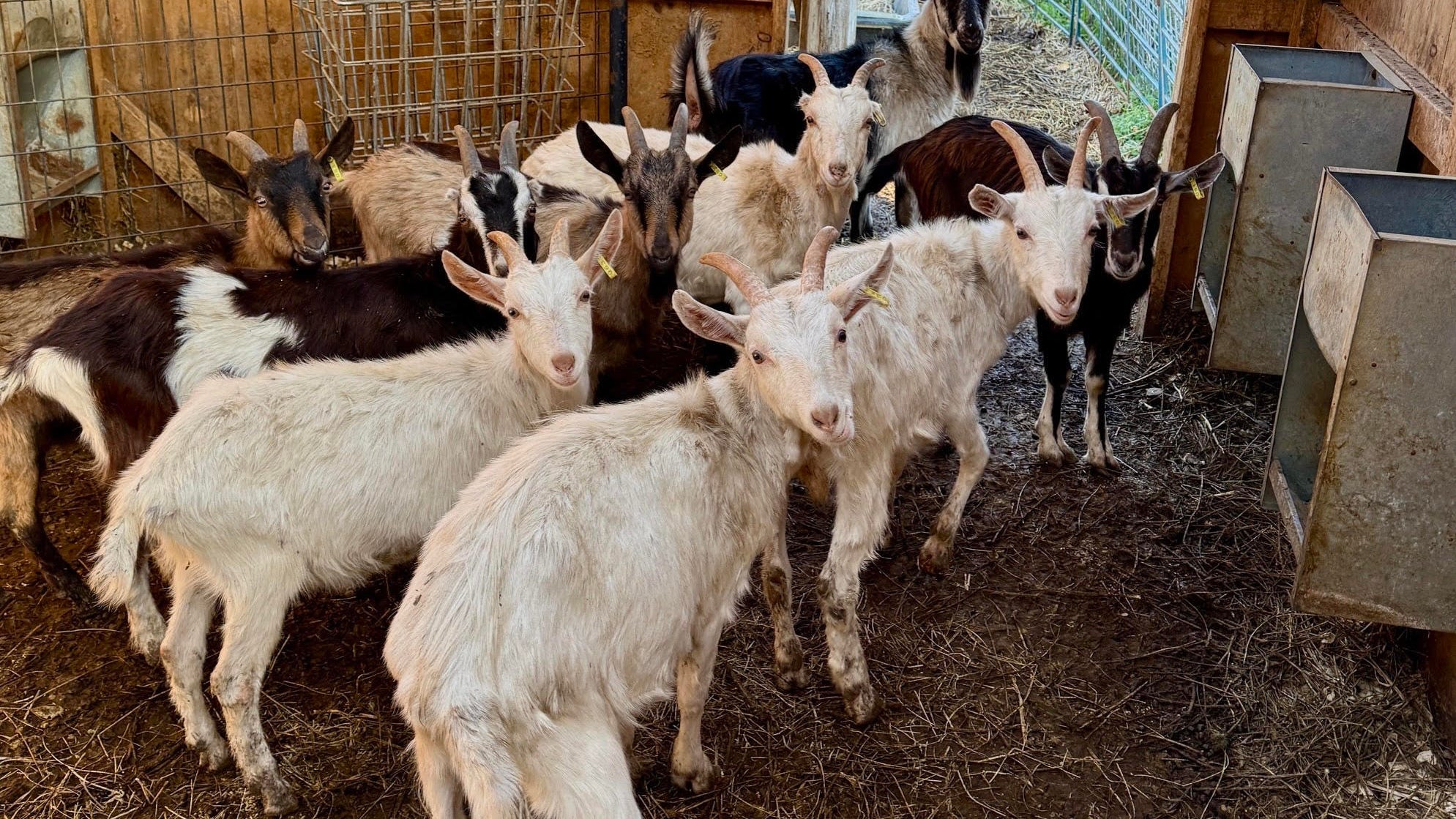 Hundreds of farm animals in Irving seized by SPCA Serving Erie County