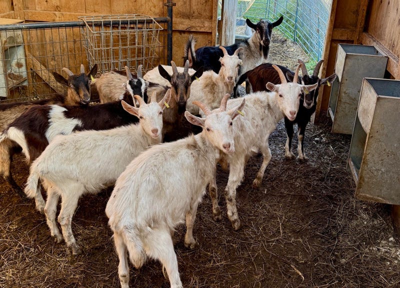 Goats seized from a cruelty case at a farm in Irving.