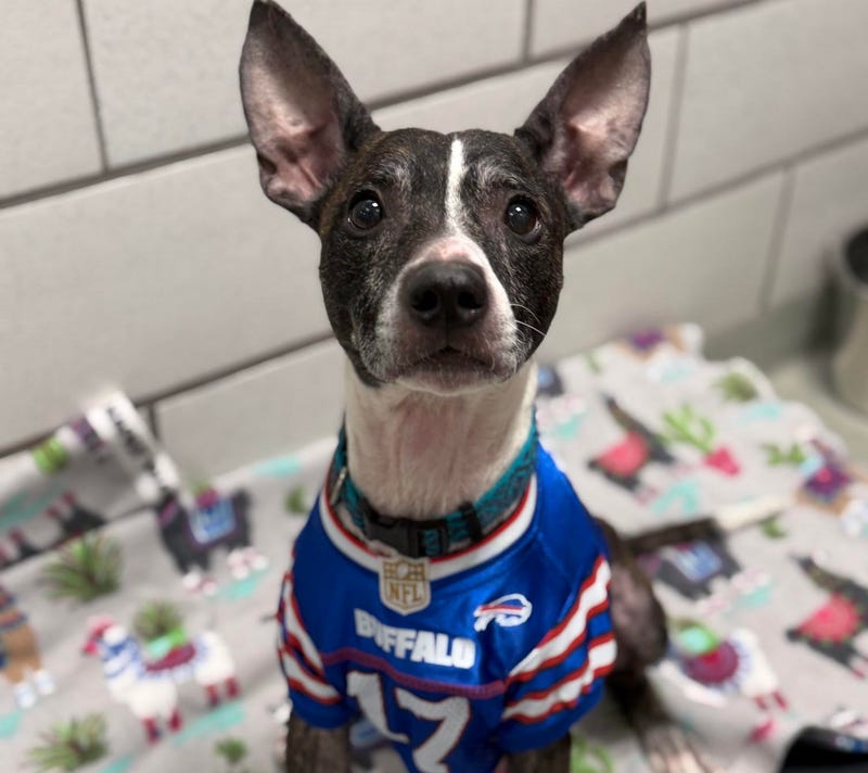Adoptable dog at SPCA Serving Erie County gears up for Shelter Showdown