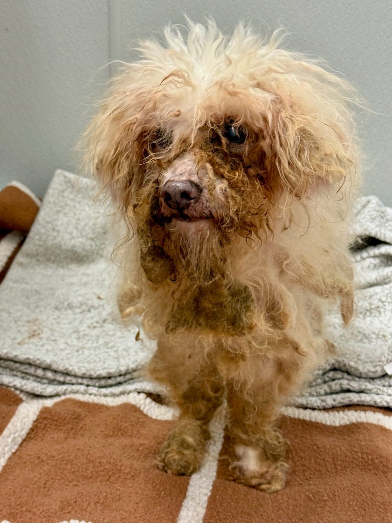 22 homes removed from a home in Williamsville by the SPCA Serving Erie County Monday. The owner's family is cooperating in the probe.