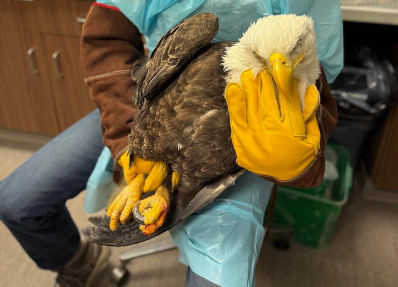 Female bald eagle rescued and being treated by the SPCA Serving Erie County