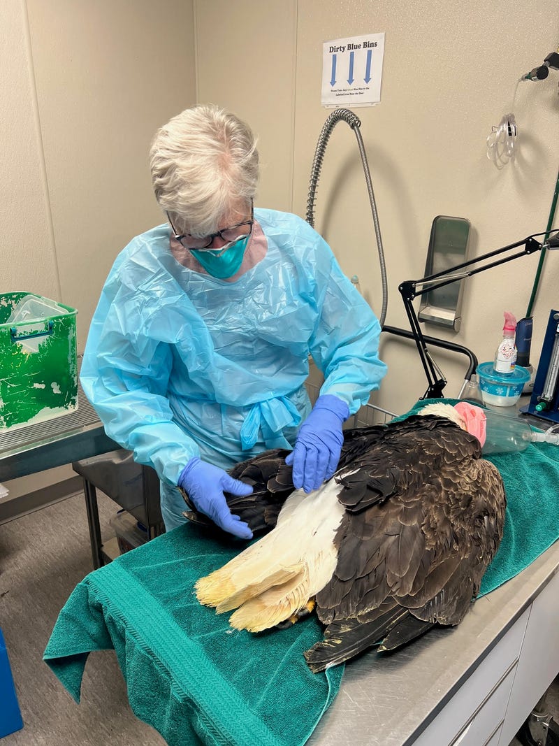 SPCA Veterinarian treating sick and injured bald eagle