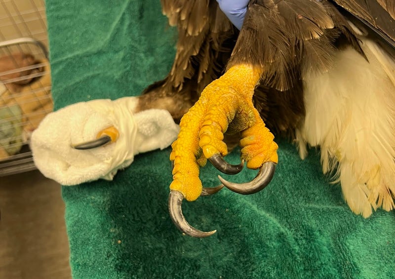 Rescued bald eagle had one toe amputated