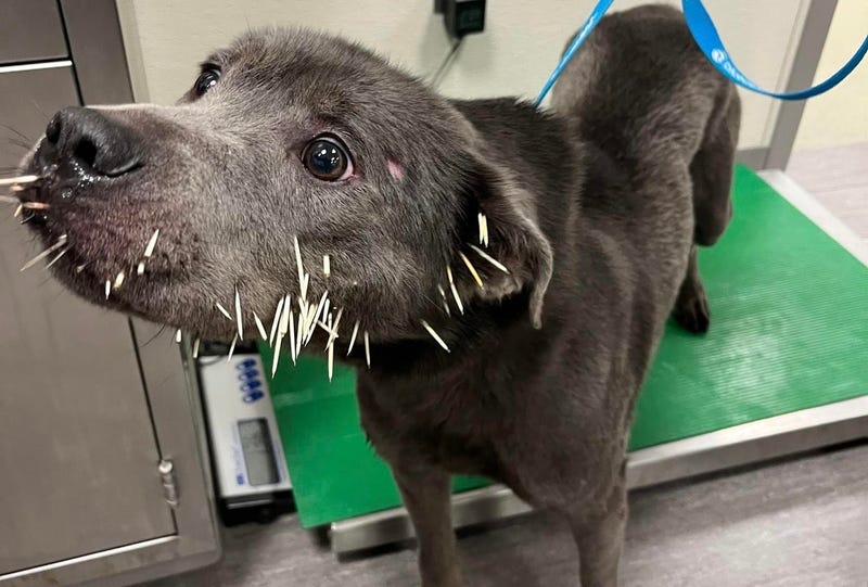 Stray dog recovering from porcupine attack at SPCA Serving Erie County