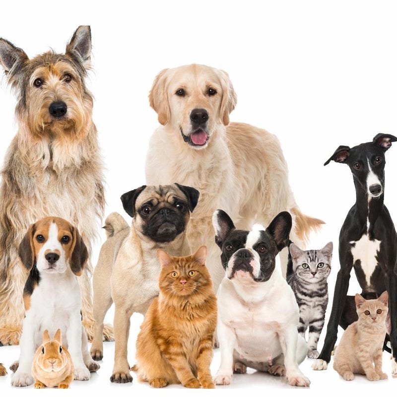 SPCA Serving Erie County names Caitlin Daly as new President/CEO