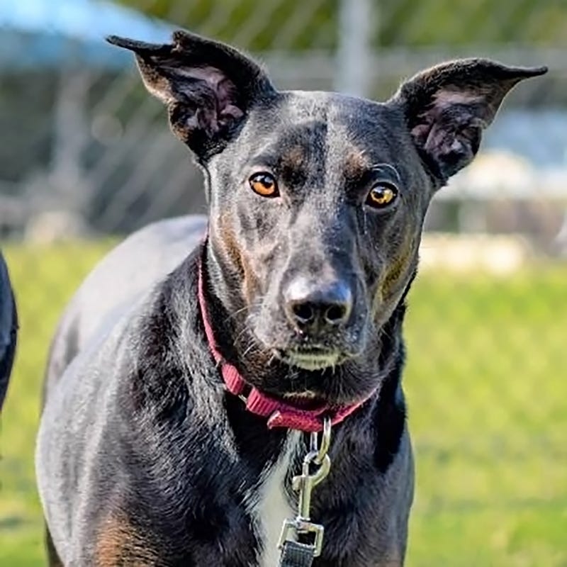 Meet Dasha