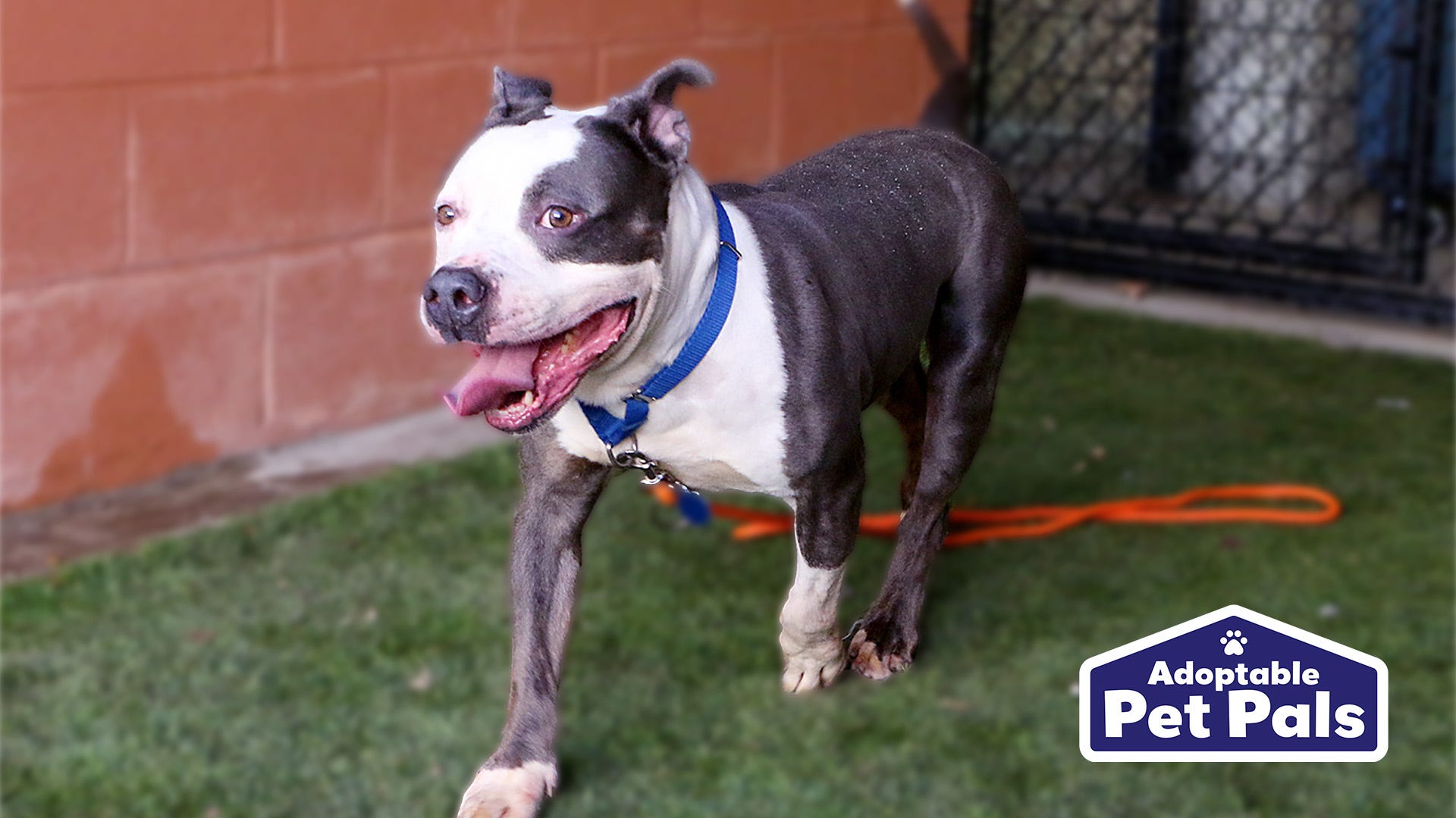 Adoptable Pet Pals: Meet Draven