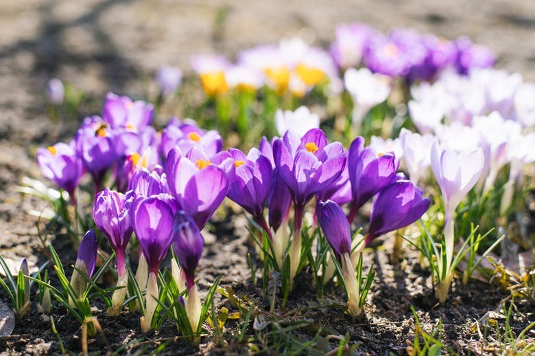 Spring flowers