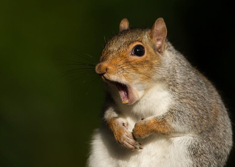 Squirrel