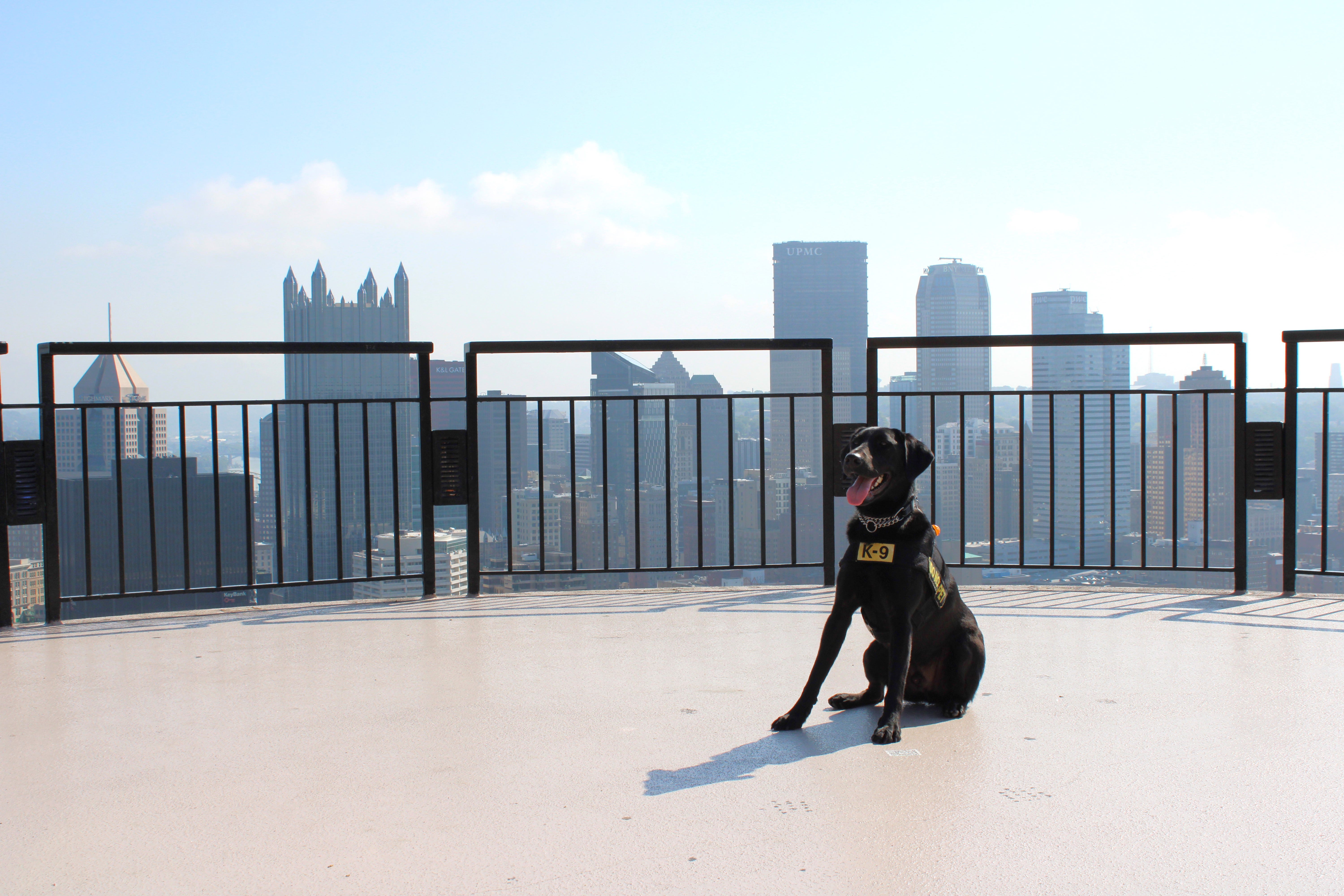 Vote Pittsburgh International Airport dog 'Steeler' as TSA's 'Cutest Pup'
