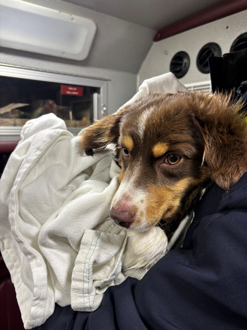 A picture of the Australian Shepard puppy that ran away