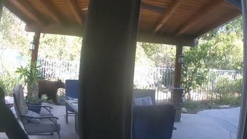 Bear went into Simi Valley home and ate cake, police say