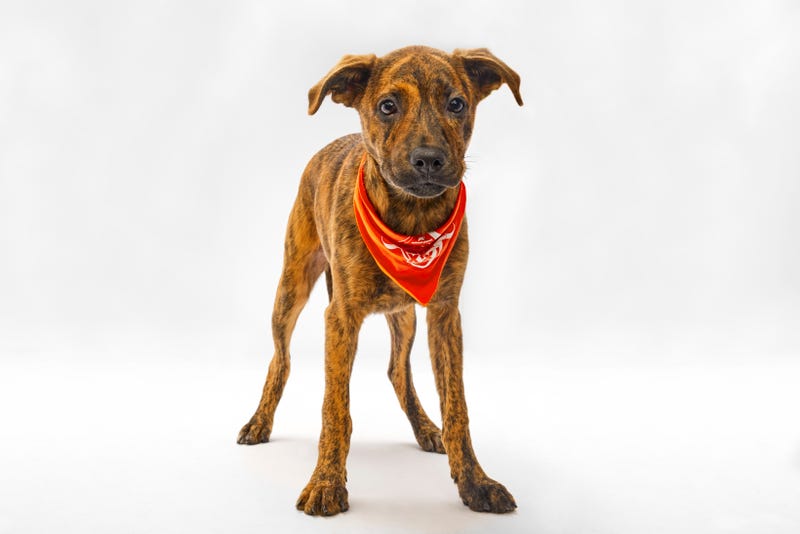 Puppy Bowl 2025
