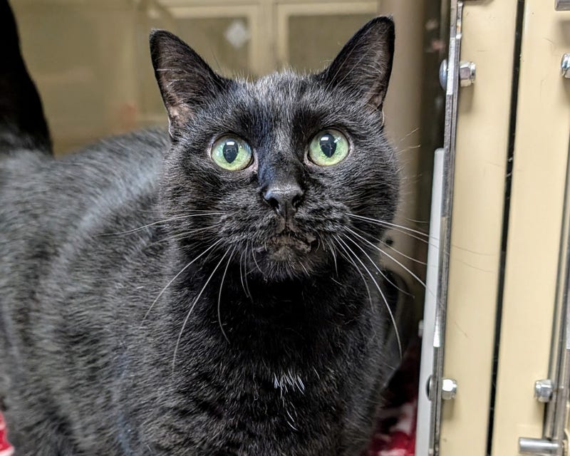 ADOPT SALLY