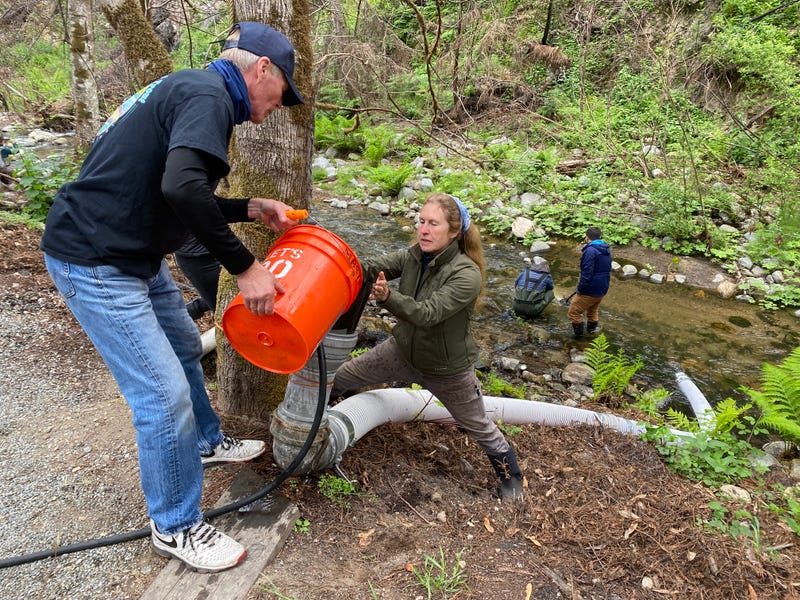 Volunteers move salmon from a tank into a bucket.
