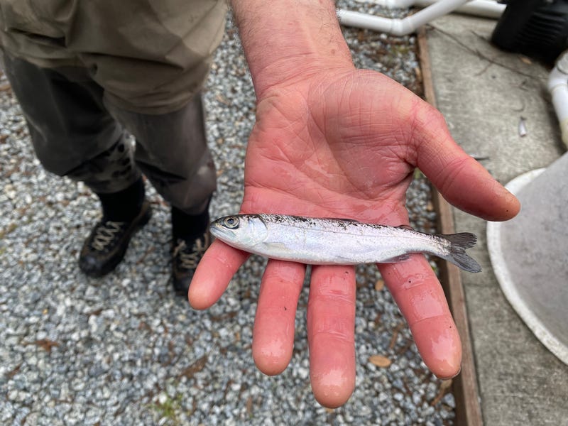 A volunteer briefly displays a salmon smolt. 