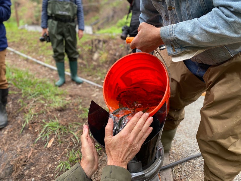 Volunteers move salmon from a tank into a bucket.