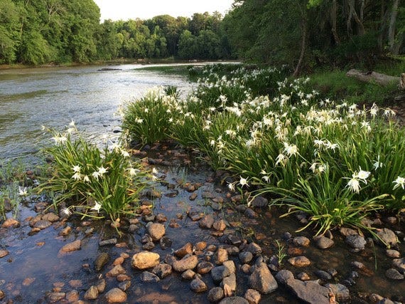 Rocky Shoals spider lilies bloom in the Saluda River.