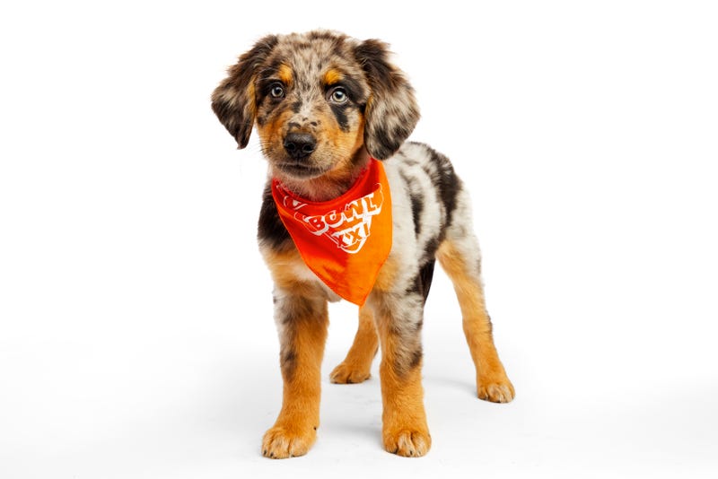 Puppy Bowl 2025