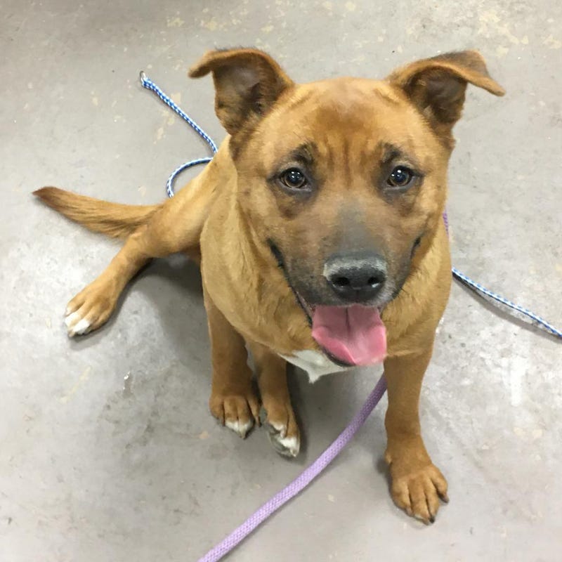dog adoption