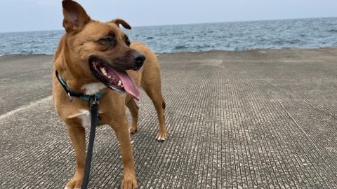 This playful pup will always be by your side