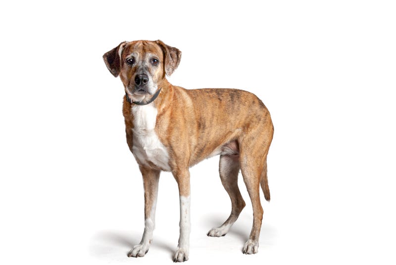 Sarah is a 10-year-old Shepherd mix. She weighs 77.4 pounds.